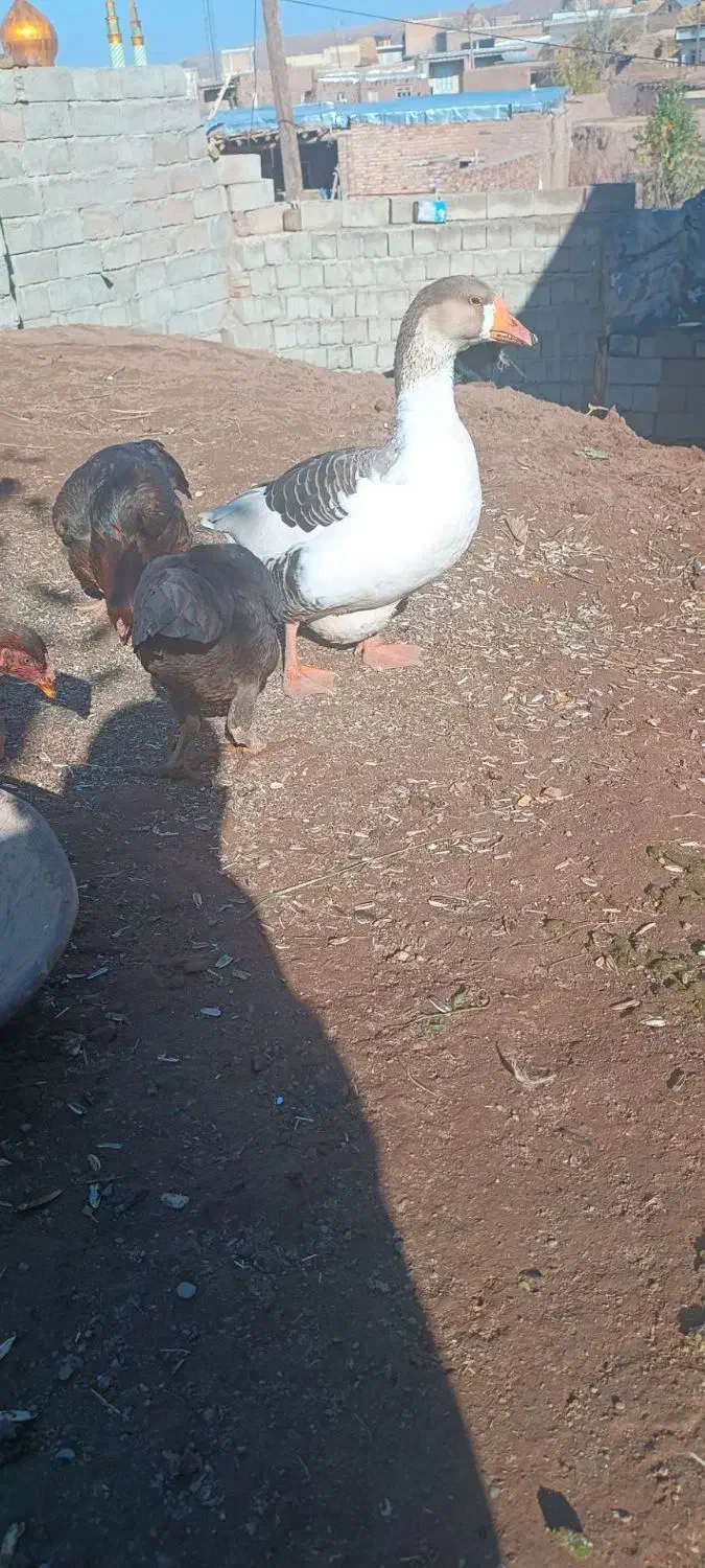 حیوان سالم|حیوانات مزرعه|خوی, |دیوار