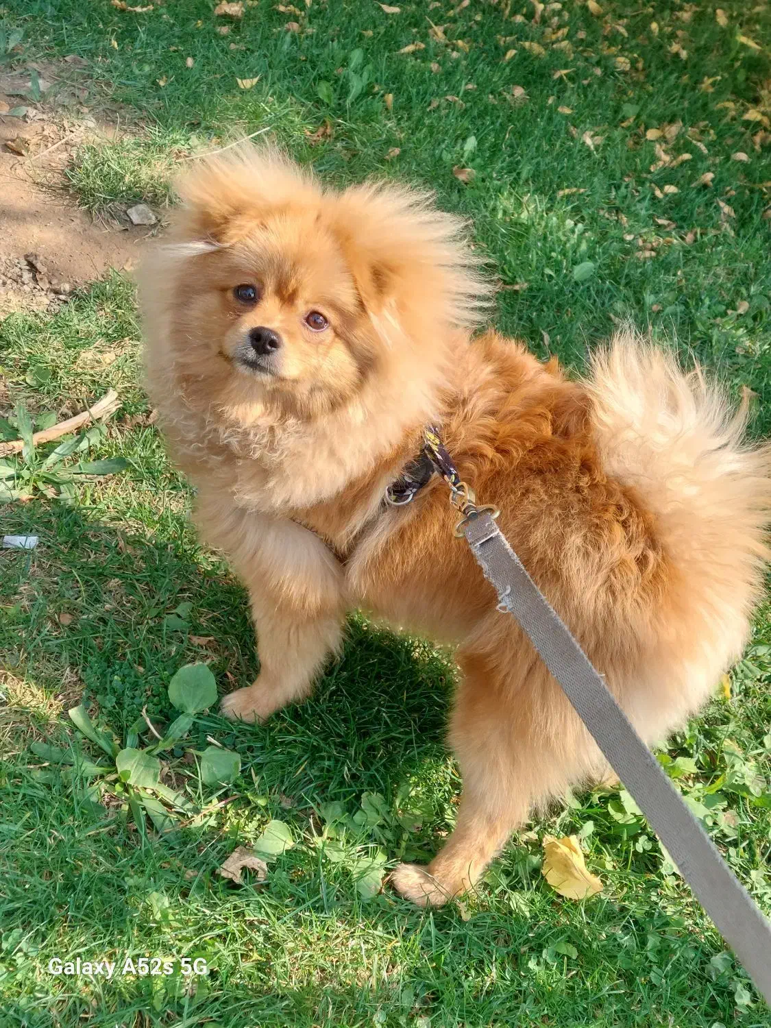 واگذاری سگ پامر|سگ|کرج, حسن آباد|دیوار