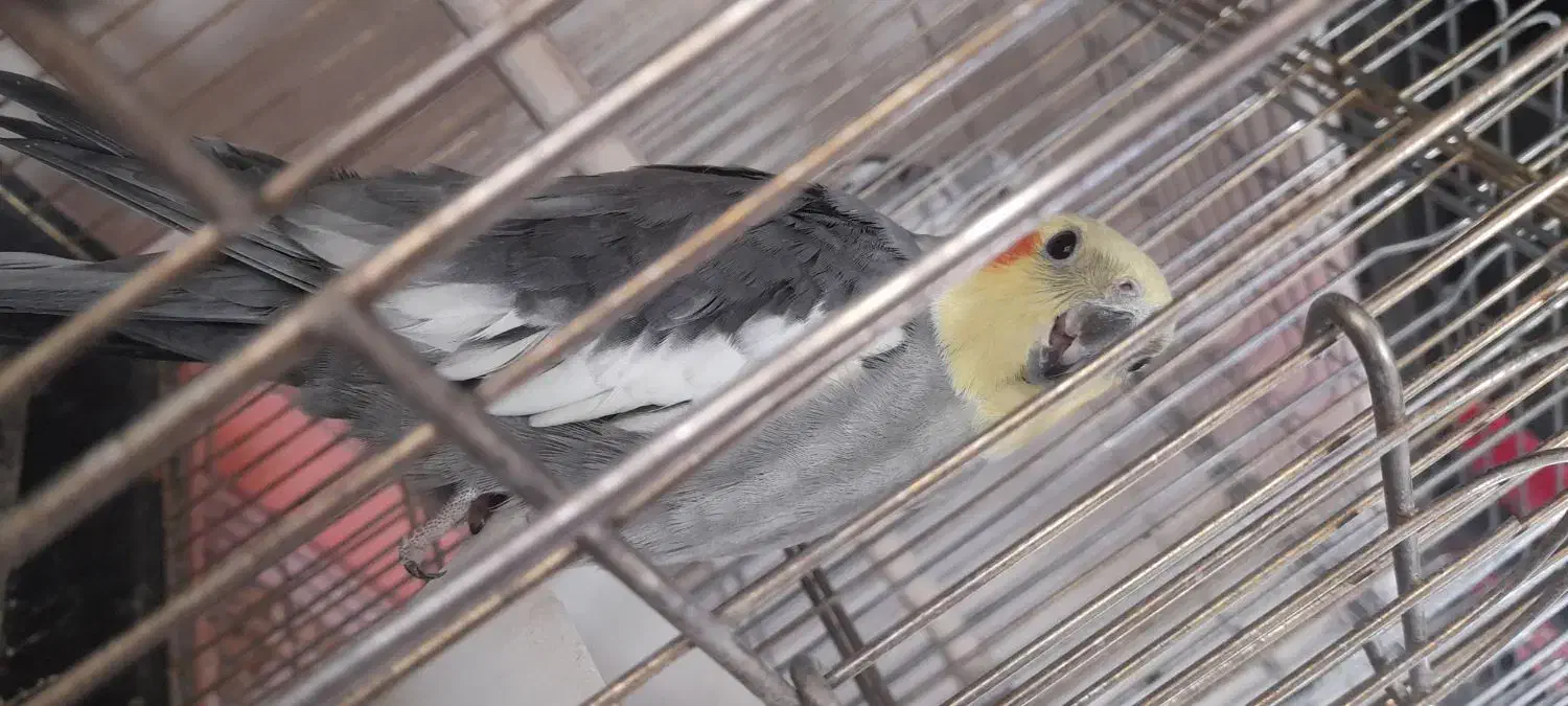 عروس هلندی دیروز گمشده|پرنده|آباده, |دیوار