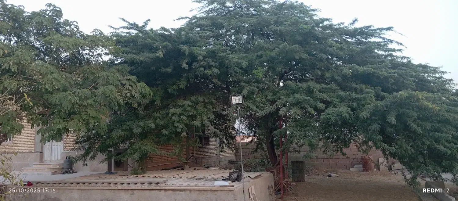 قطع وبرش درختان تنومند|خدمات باغبانی و درختکاری|بندر گناوه, |دیوار