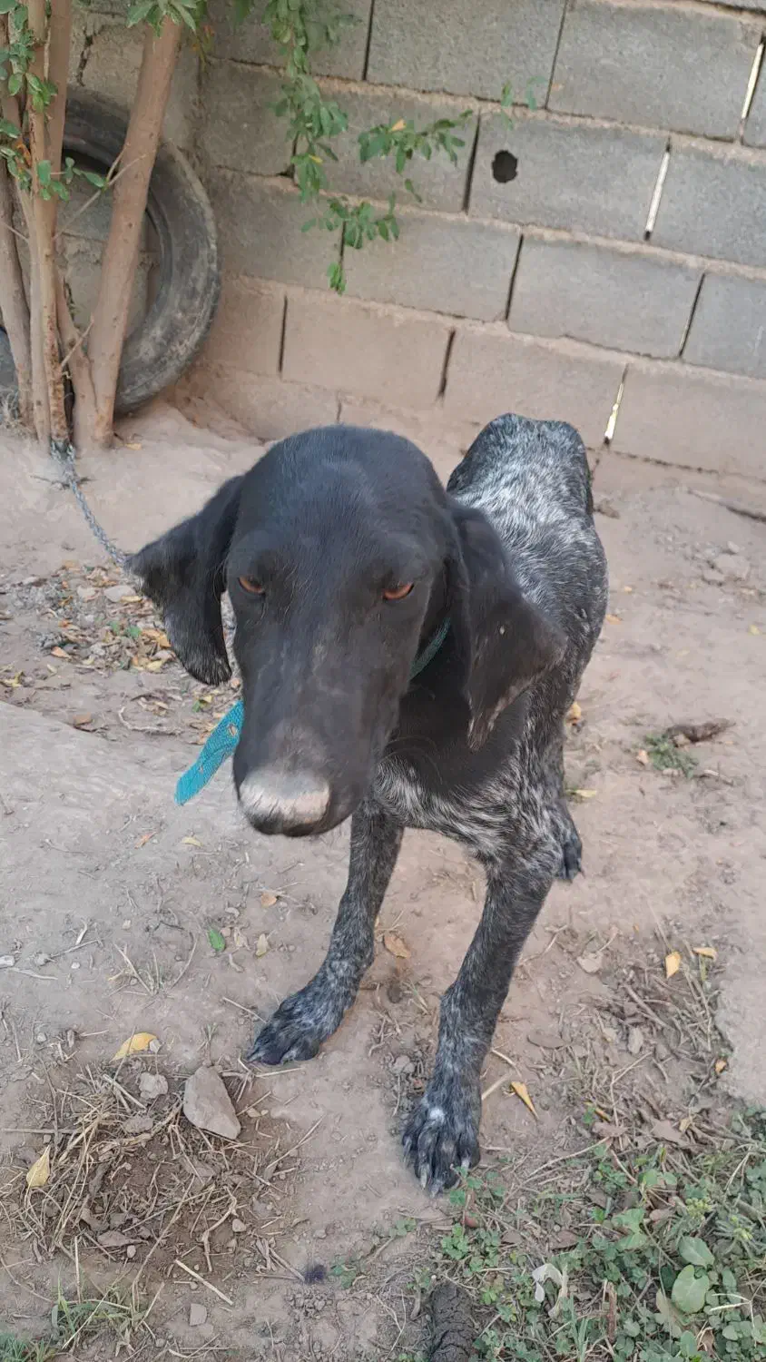 آلمانی اصل|سگ|فراغی, |دیوار