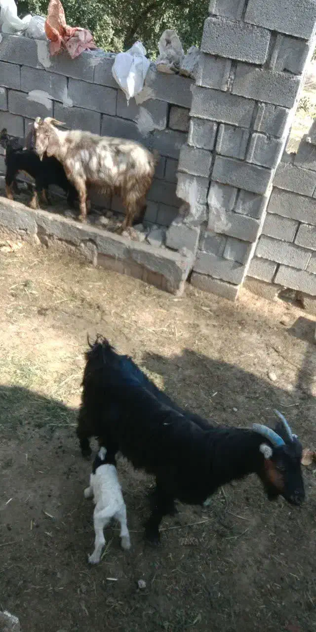 بز زاییده|حیوانات مزرعه|بهبهان, |دیوار