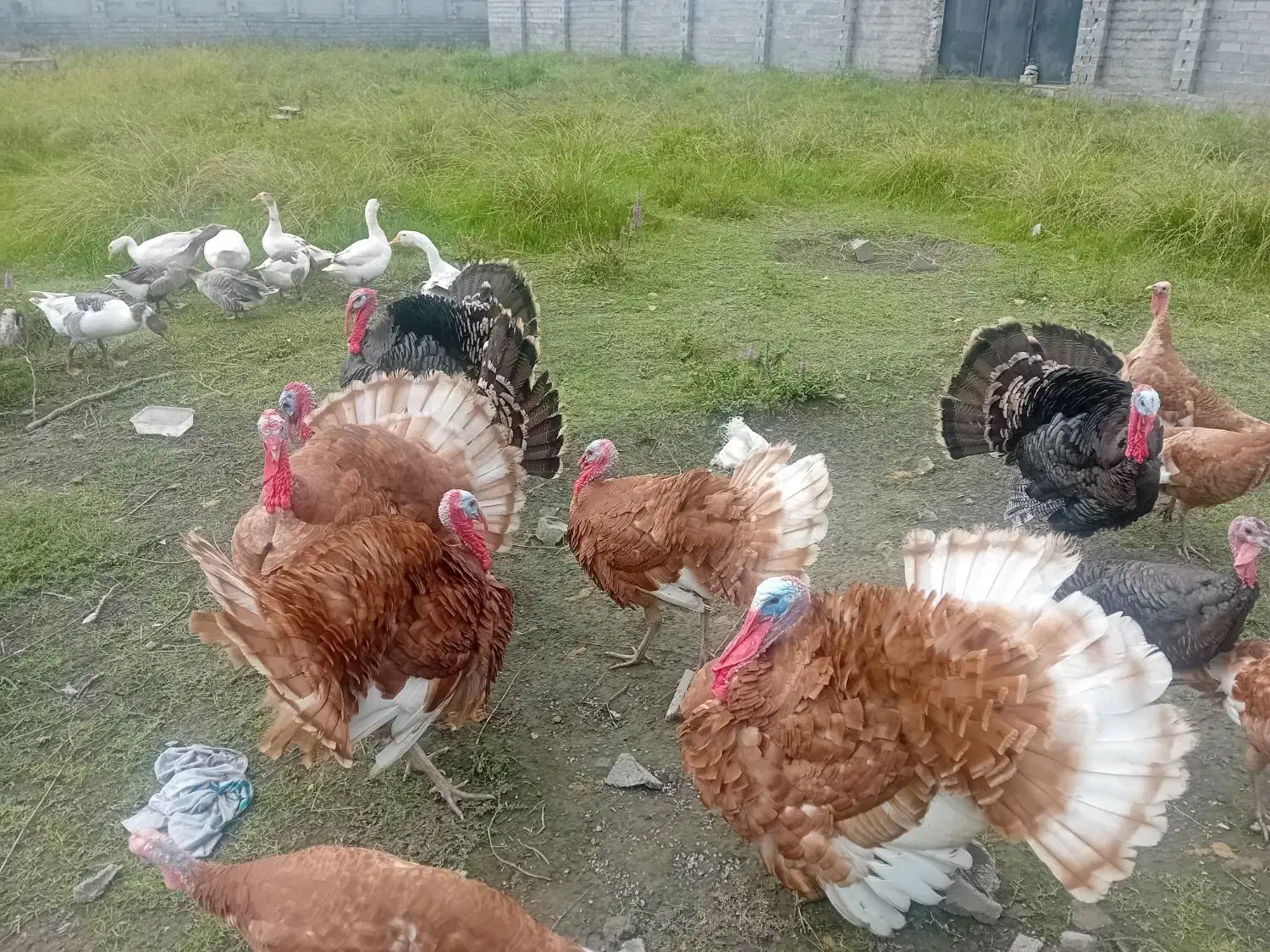 بوقلمون نر وماده بور بور و انگلیسی|حیوانات مزرعه|دابودشت, |دیوار