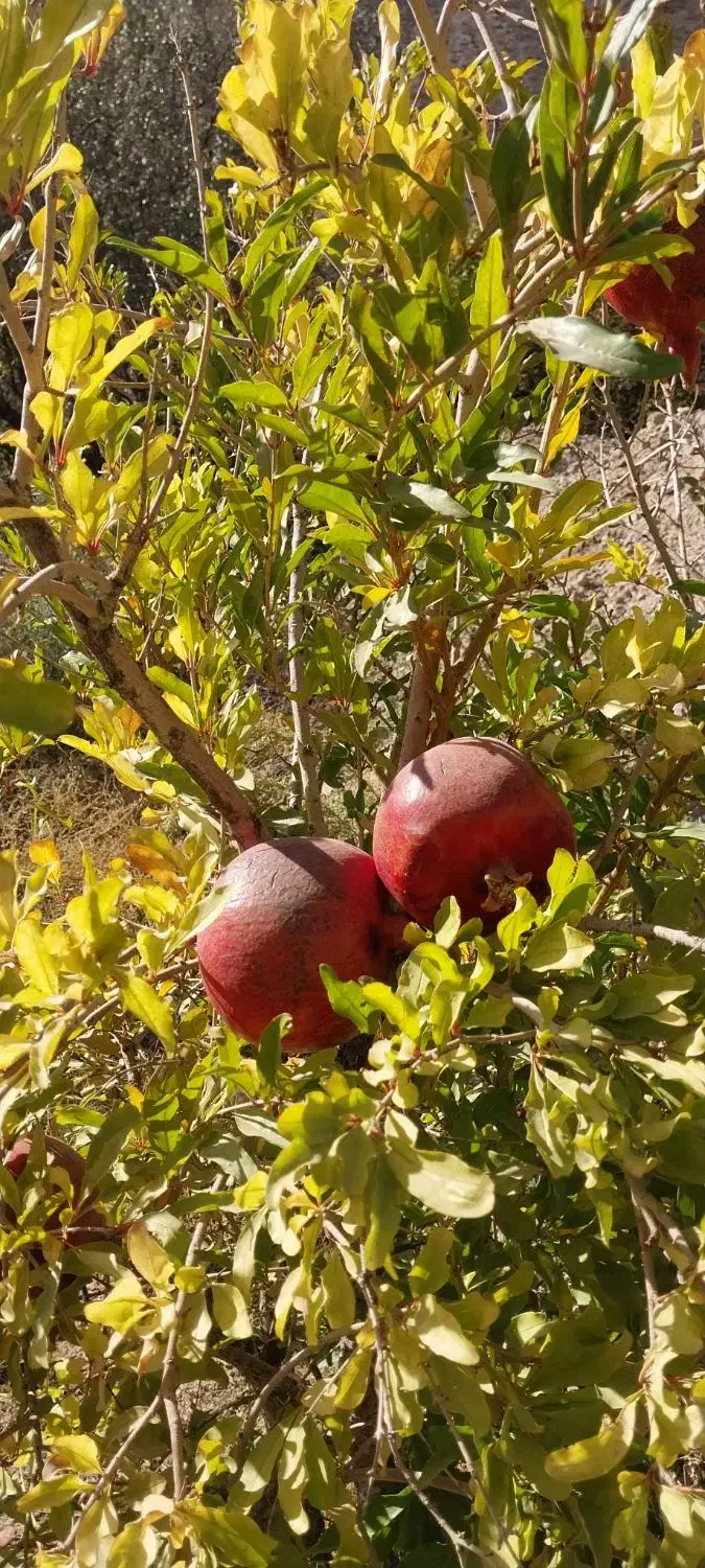 باغ انار ۱۴۶۰ متر مربع واقع در چهارطاق.|فروش دفتر صنعتی، کشاورزی، تجاری|کهن آباد, |دیوار