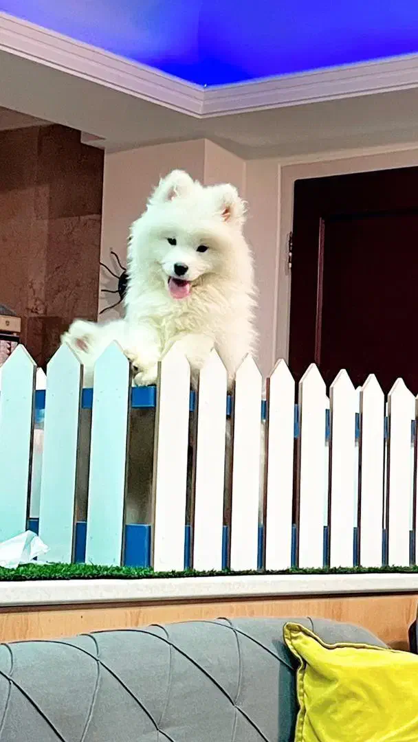 توله های سفیدبرفی سامویید|سگ|تهران, اختیاریه|دیوار