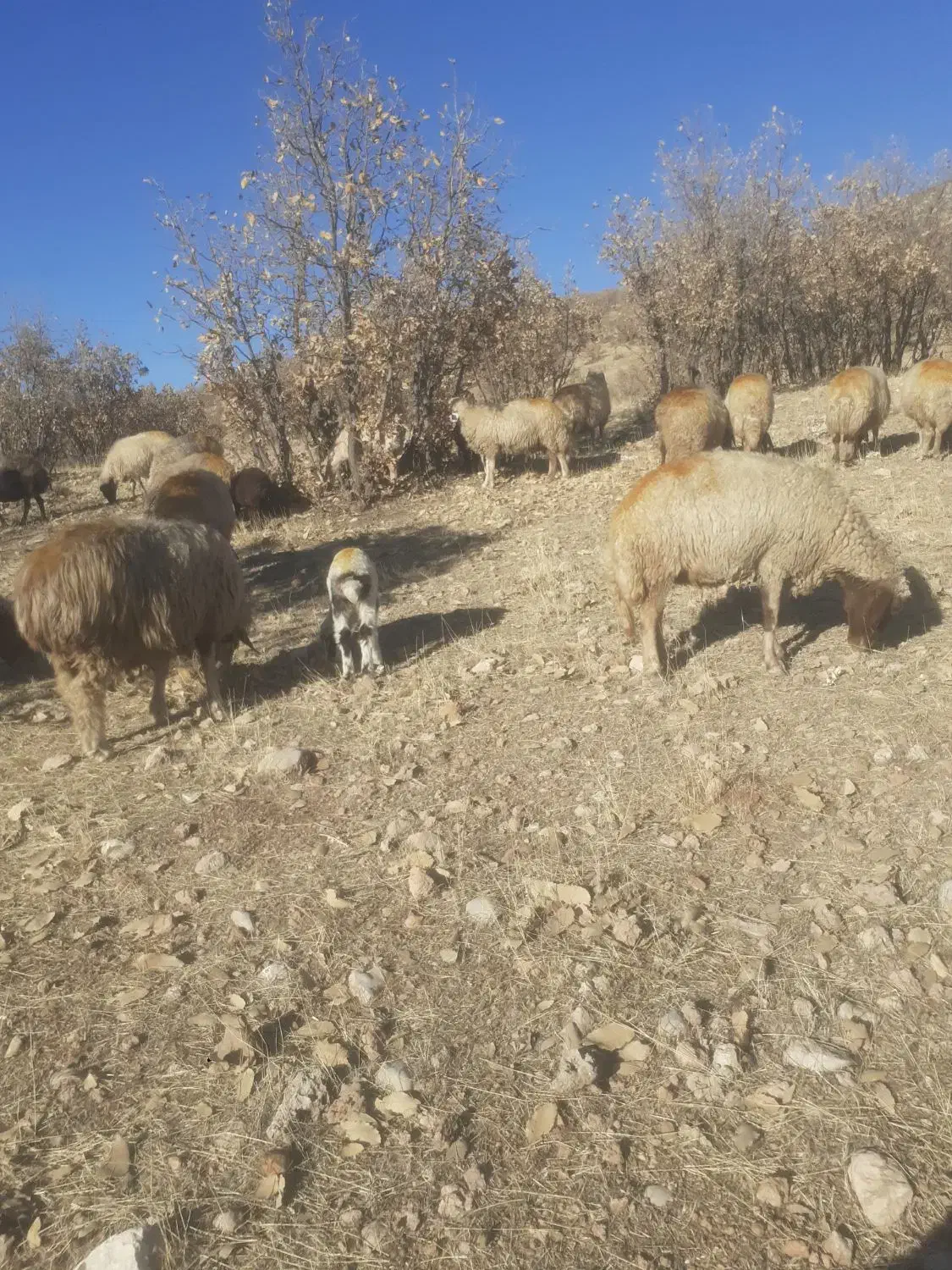 گوسفندداشت|حیوانات مزرعه|گهواره, |دیوار