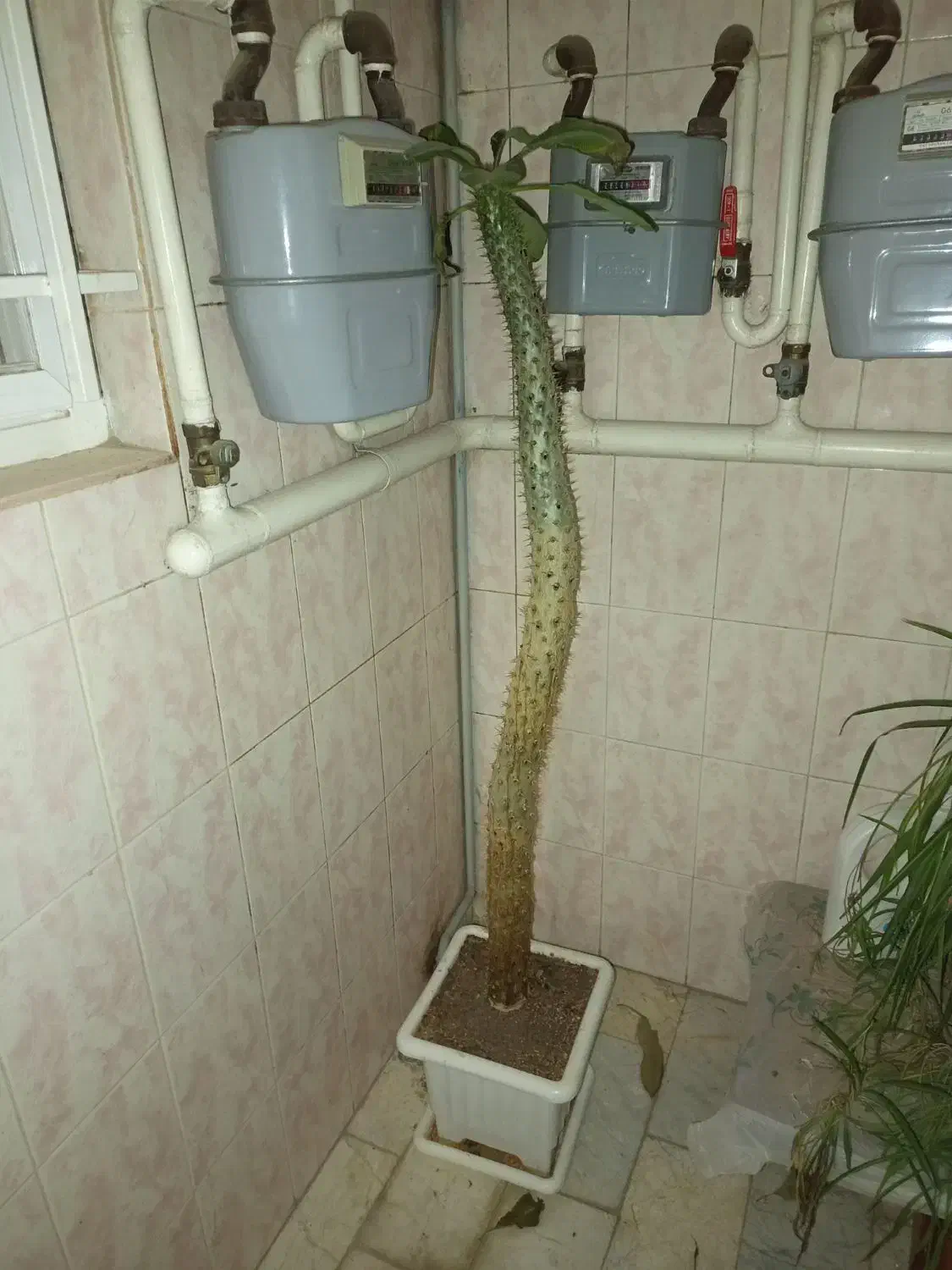 کاکتوس بزرگ|گل و گیاه طبیعی|دماوند, دماوند|دیوار