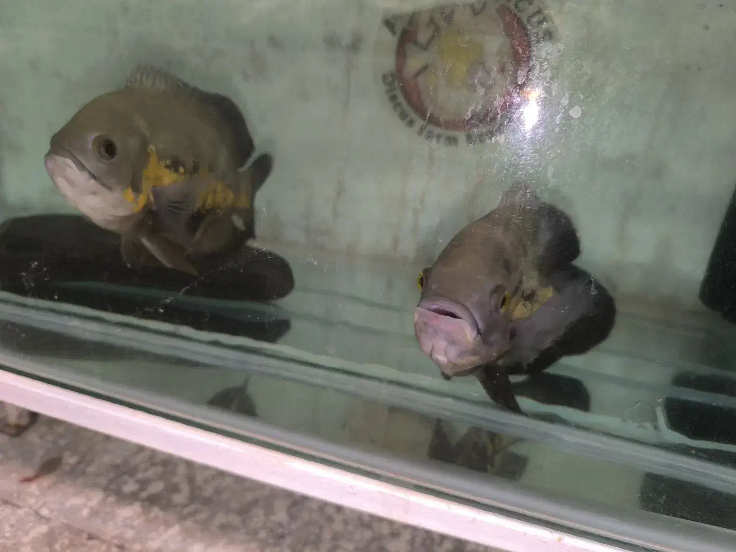 جفت ماهی اسکار|ماهی|مشهد, انقلاب|دیوار