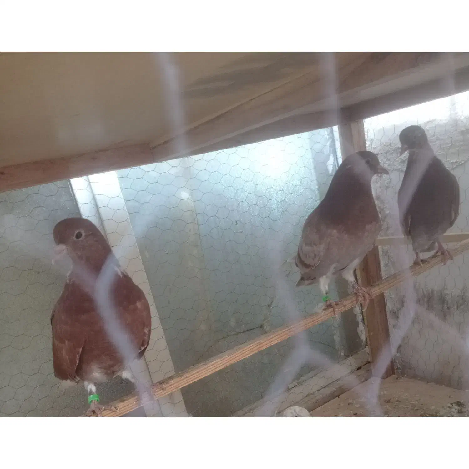 جوجه کبوتر|پرنده|محلات, |دیوار