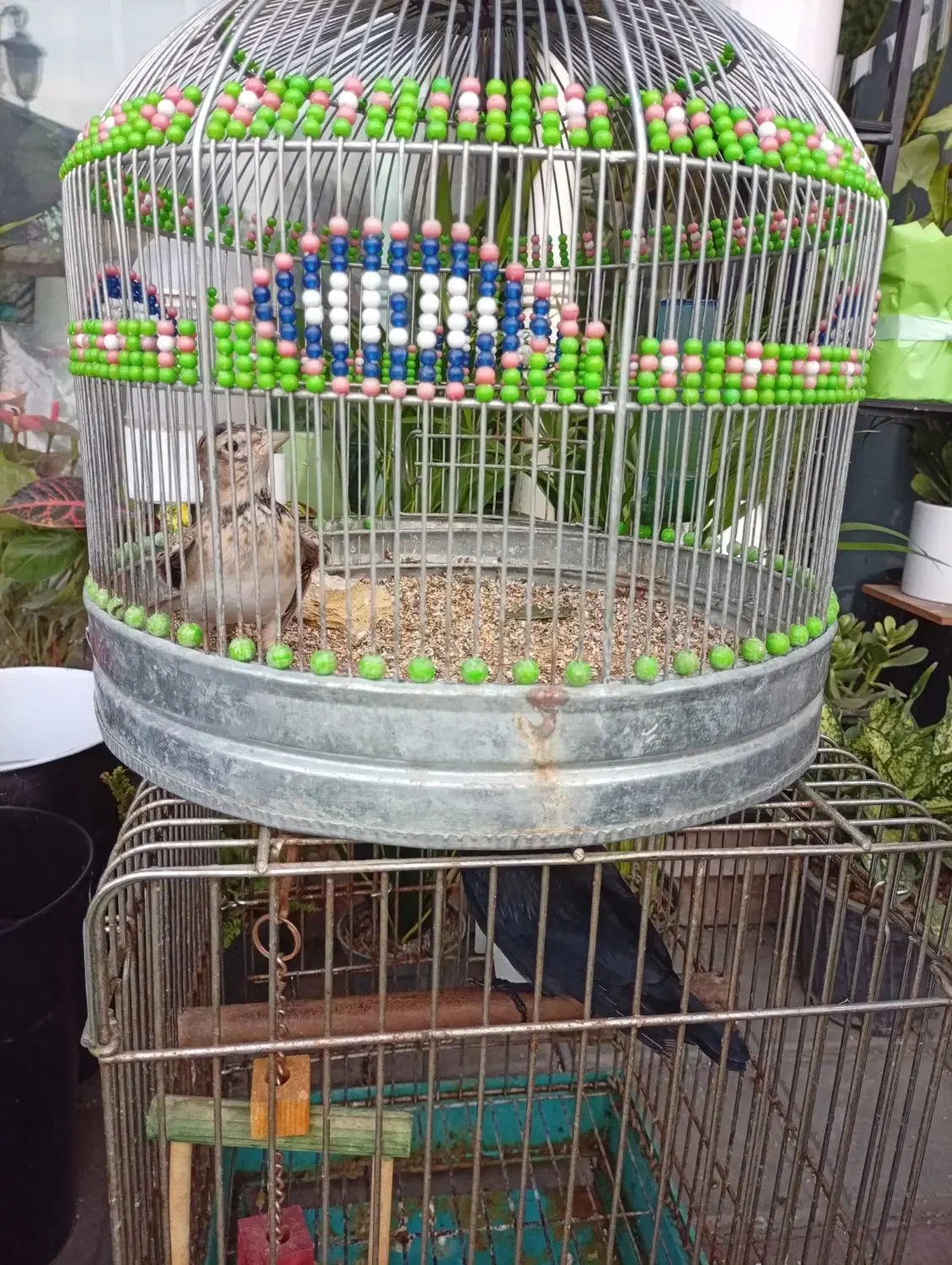 سهره خاکی|پرنده|رشت, شهرک صبا|دیوار