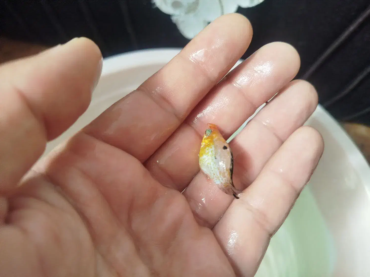 ماهی مولی بالن|ماهی|قم, شهرک مهدیه|دیوار