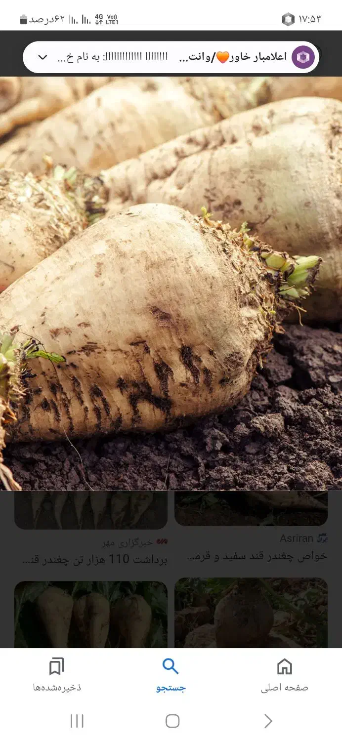 چغندر قندی|عمدهفروشی|خوشاب, |دیوار