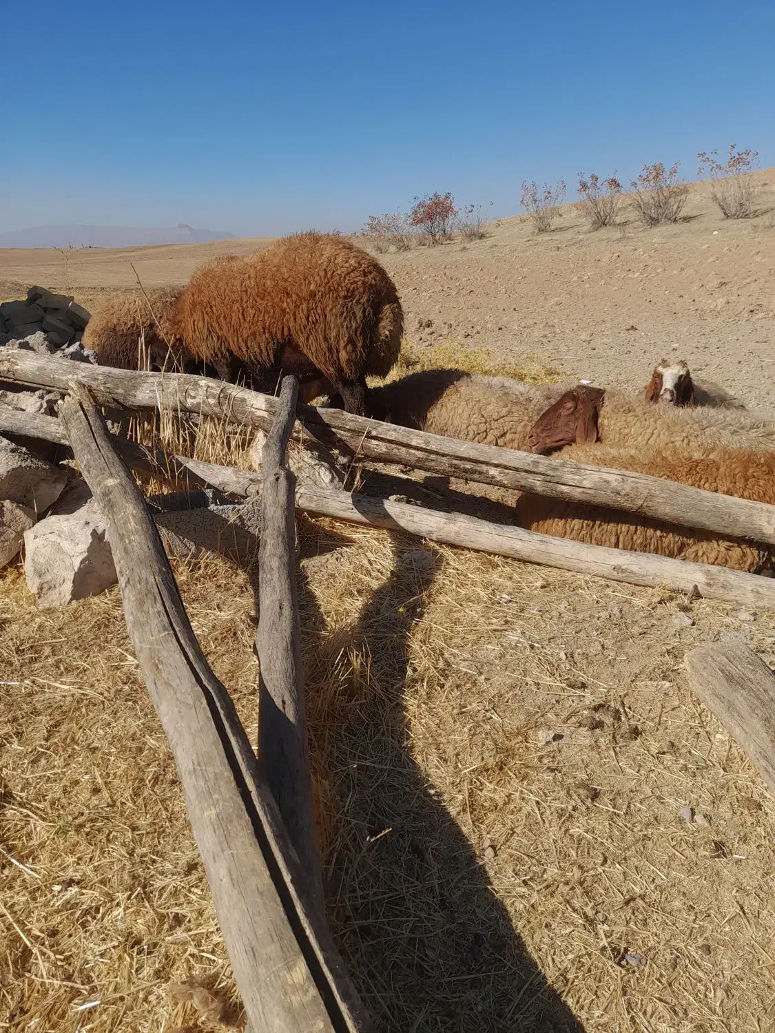 گوسفندمیش وبره|حیوانات مزرعه|کوهدشت, |دیوار