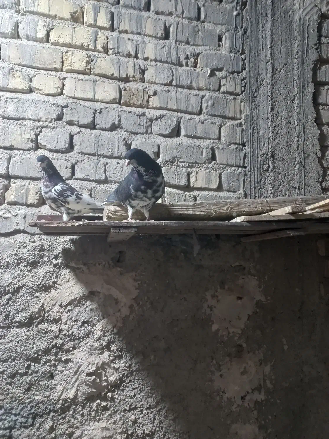 کبوتر|پرنده|شیراز, بهارستان|دیوار