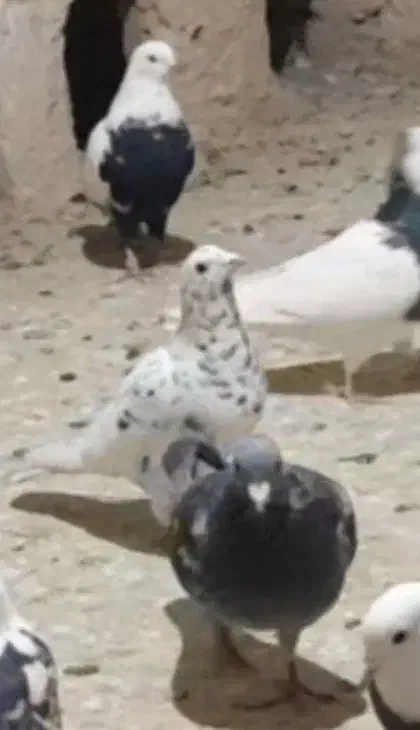 کبوتر گمشده لالجین|پرنده|لالجین, |دیوار