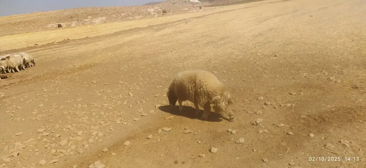 کاور ورن درجه یک سنجابی|حیوانات مزرعه|سرپل ذهاب, |دیوار