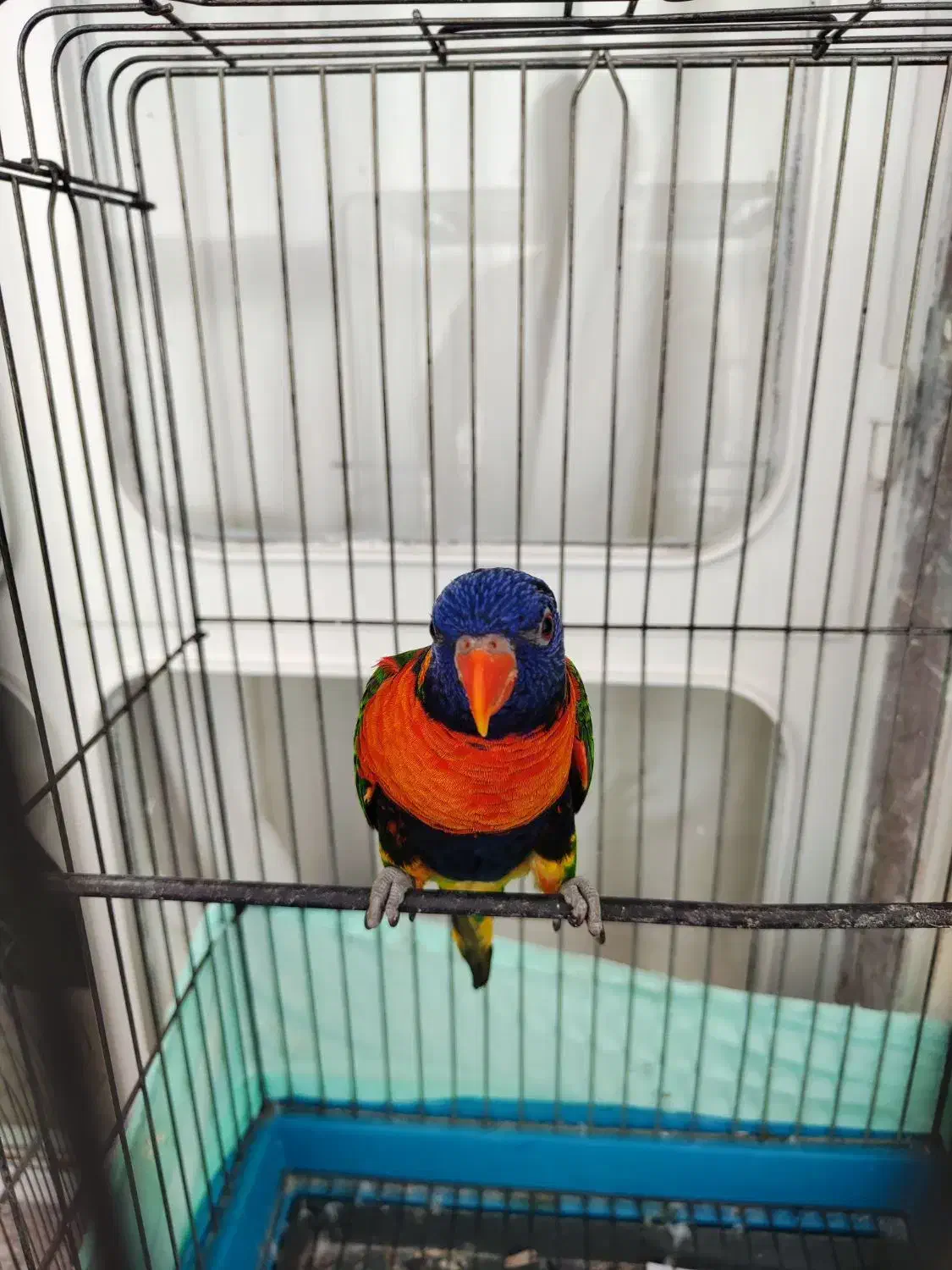 طوطی لوری لوریکیت|پرنده|تبریز, |دیوار