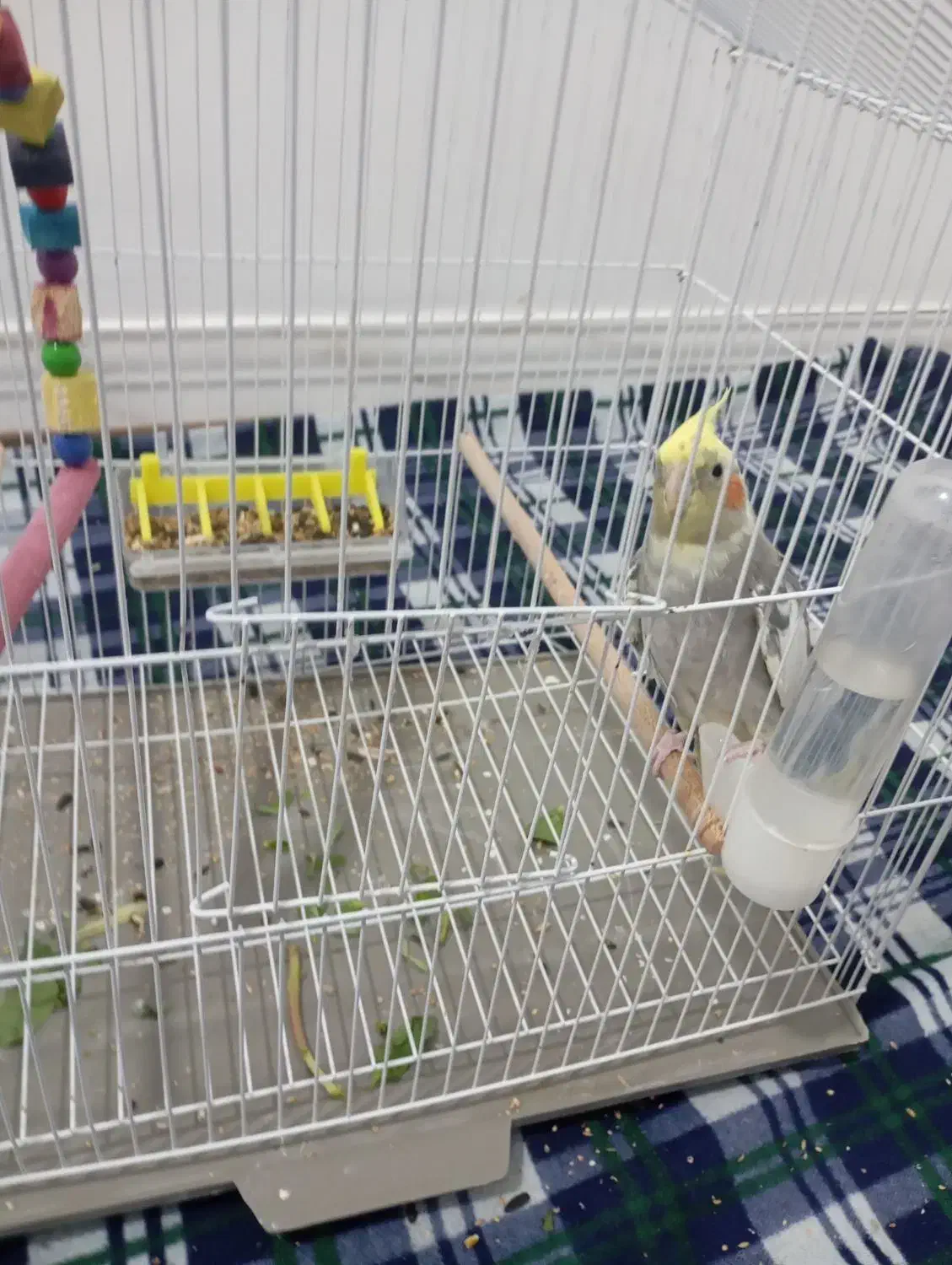 پرند|پرنده|اهرم, |دیوار