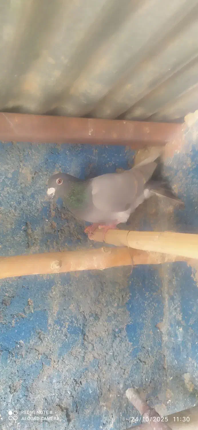 پلاکی مسافتی کدش عراقیه|پرنده|خرمدره, |دیوار