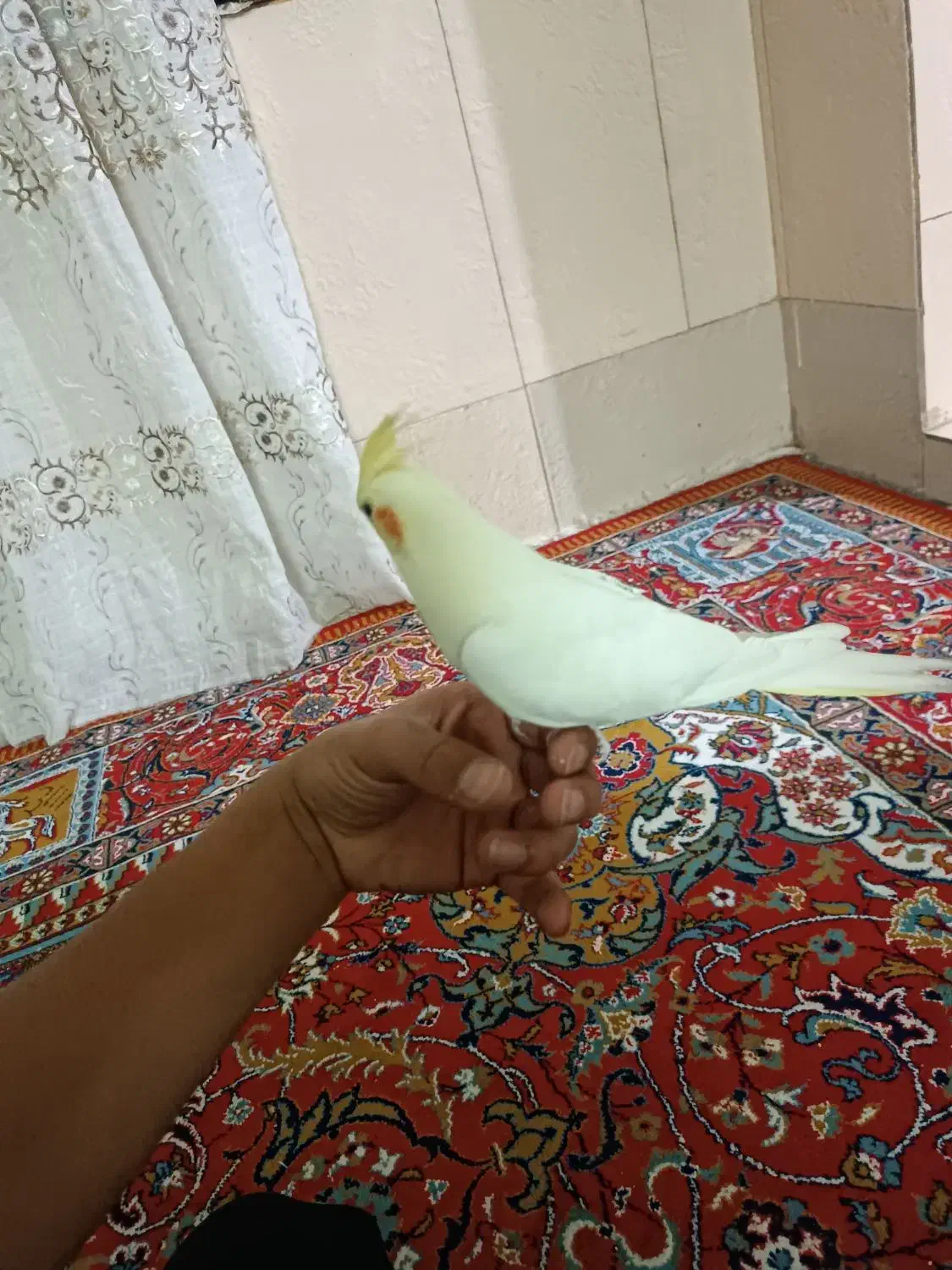 عروس ماده|پرنده|بروجرد, |دیوار