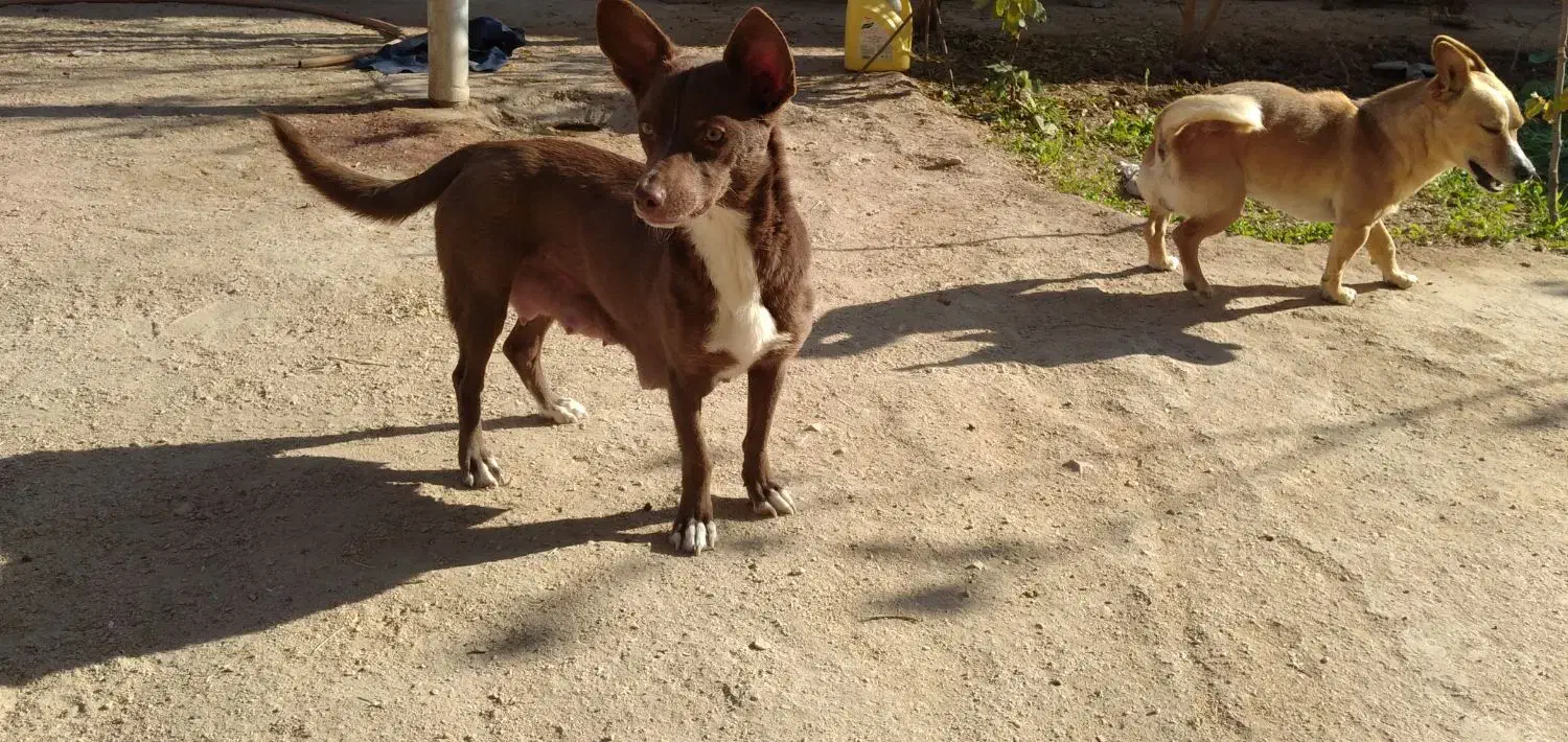 واگذاری توله پاکوتاه|سگ|شاهرود, |دیوار