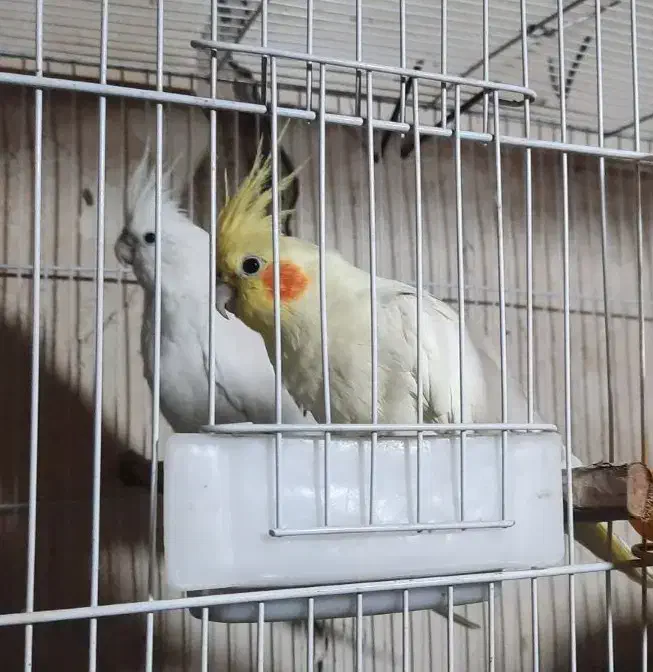 جفت طوطی عروس هلندی|پرنده|بجنورد, |دیوار