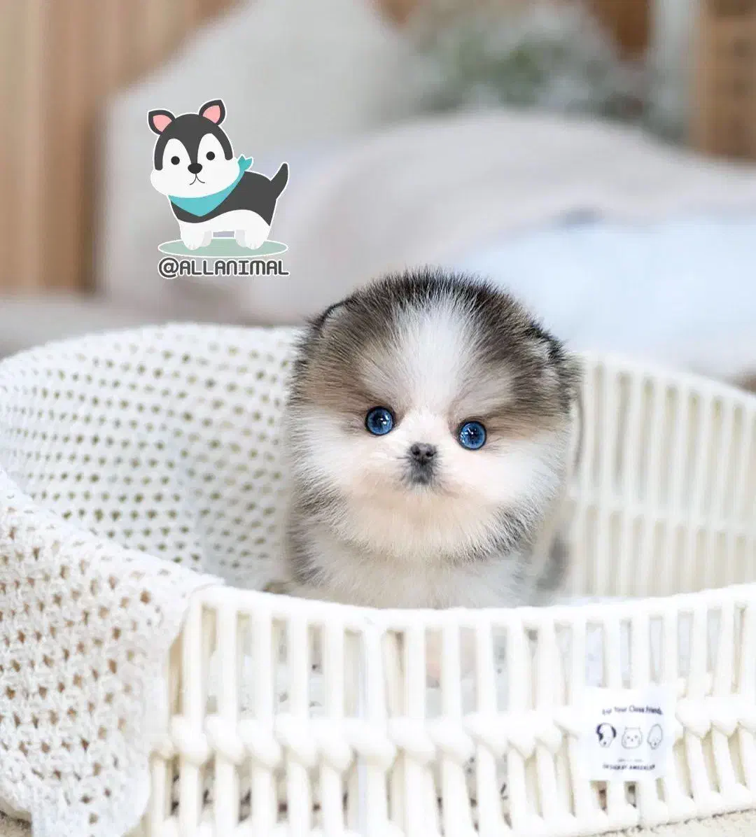 هاسکی تاینی|سگ|مشهد, جنت|دیوار