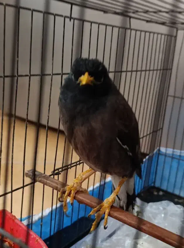 مرغ مینا|پرنده|یزد, |دیوار