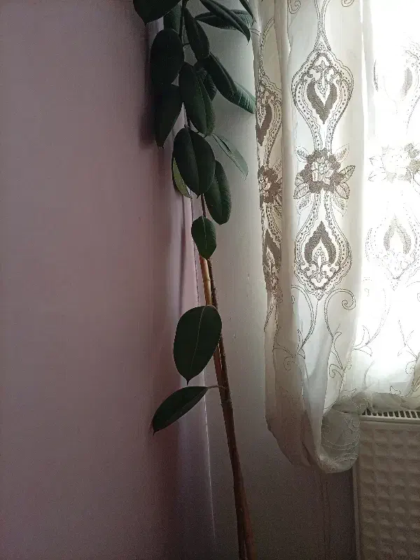 گل فیکوس|گل و گیاه طبیعی|تهران, اوقاف|دیوار