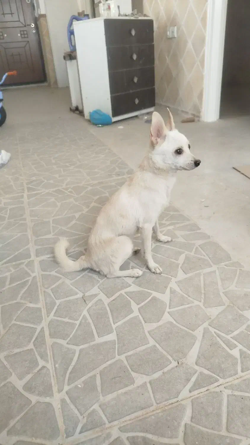 سگ اشپیتز با هوش|سگ|یزد, |دیوار