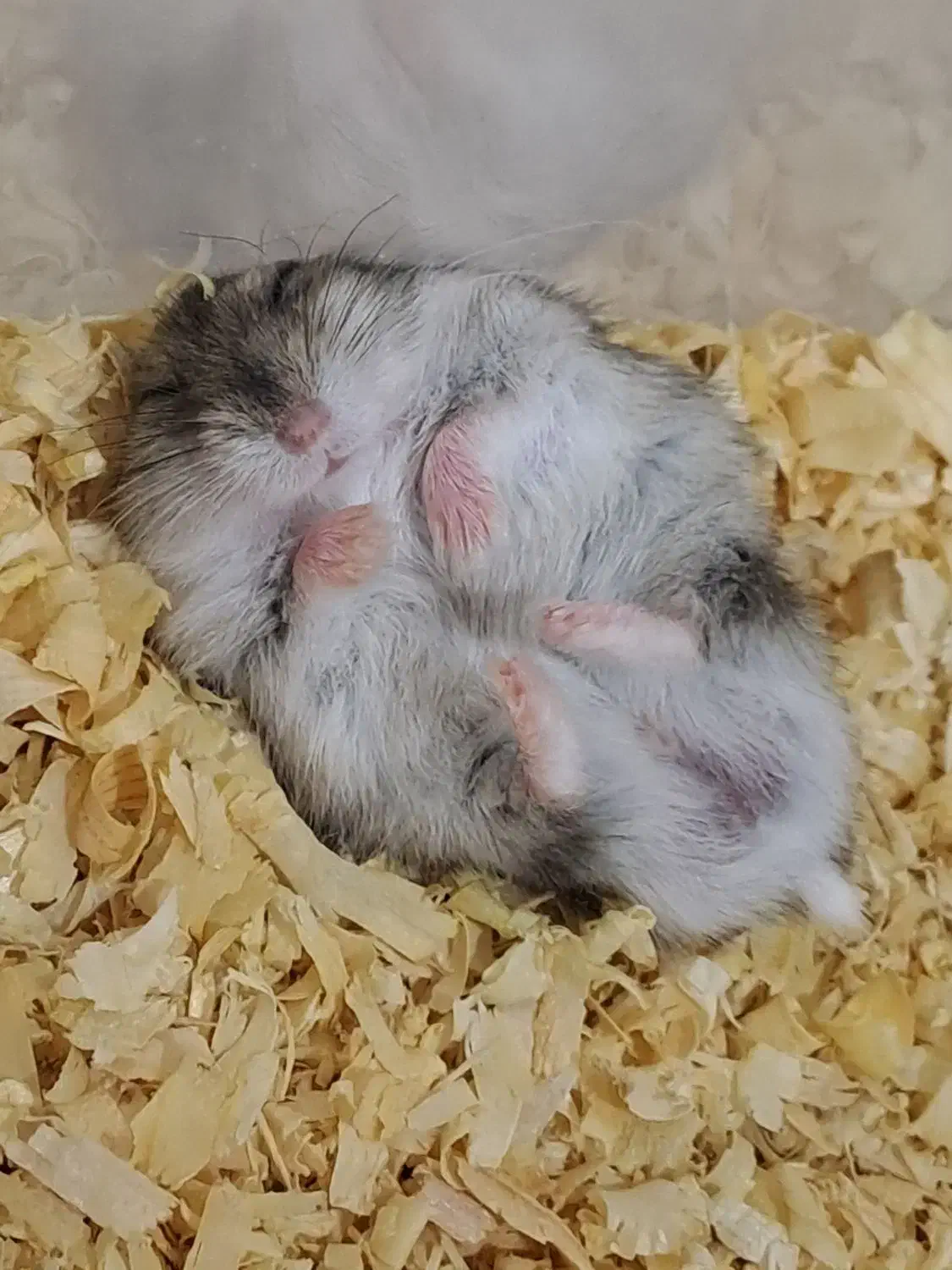 همستر کمپل|موش و خرگوش|تهران, نیروی هوایی (پیروزی)|دیوار