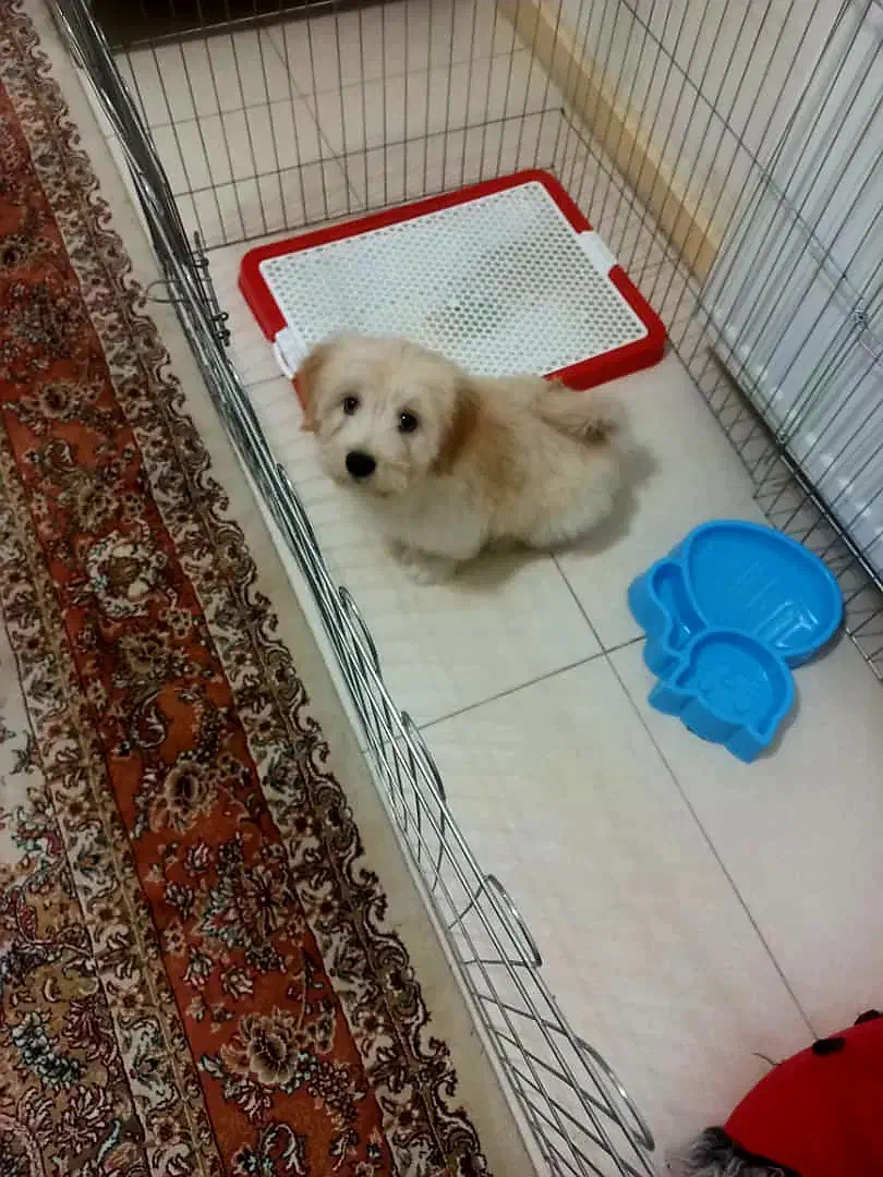 سگ شیتزو نر|سگ|ماهدشت, |دیوار