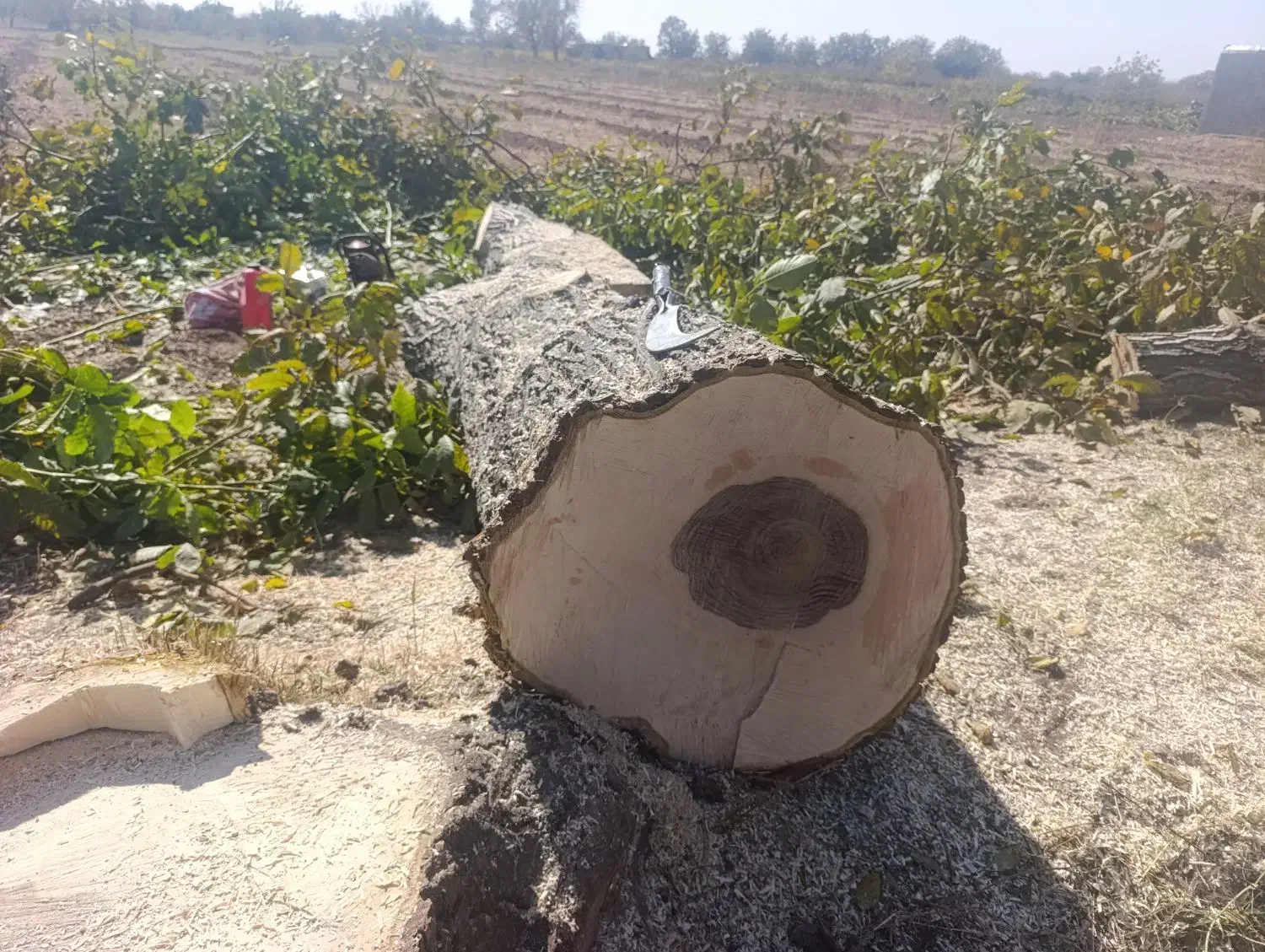 خرید چوب درخت تخته|خدمات باغبانی و درختکاری|محمدیه-قزوین, |دیوار