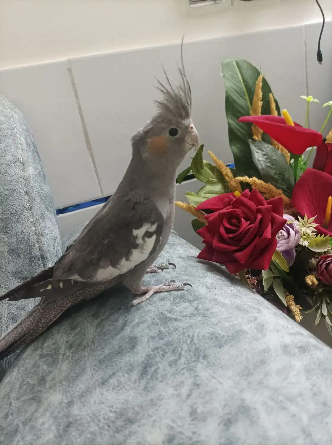 عروس هلندی ۵ ماهه سخنگو|پرنده|خمین, |دیوار