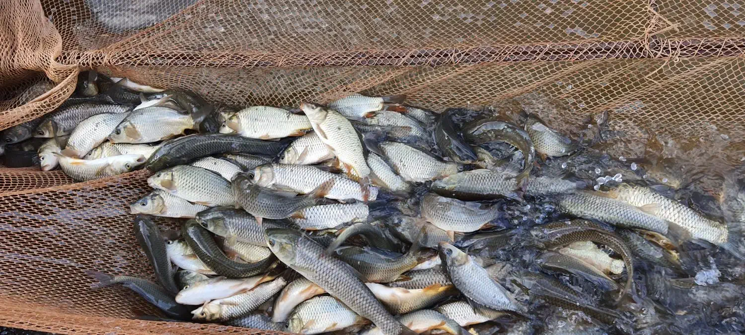 فروش بچه ماهی وزن ۵۰گرم کپور. آمور. بیگ هد.|ماهی|شاهرود, |دیوار