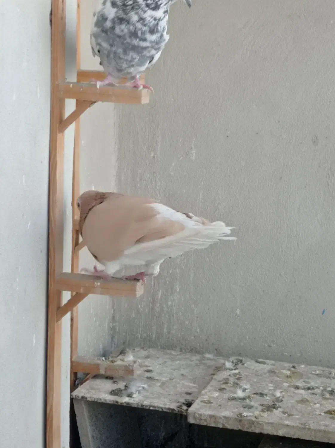 کفتر صیدقلدر|پرنده|مشهد, گرجی علیا|دیوار