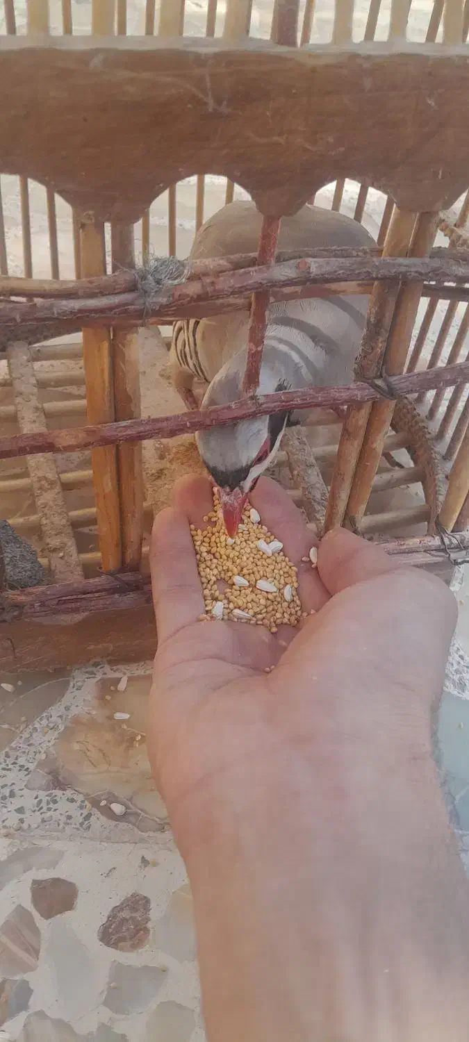 بلدرچین کوهی|حیوانات مزرعه|آباده, |دیوار