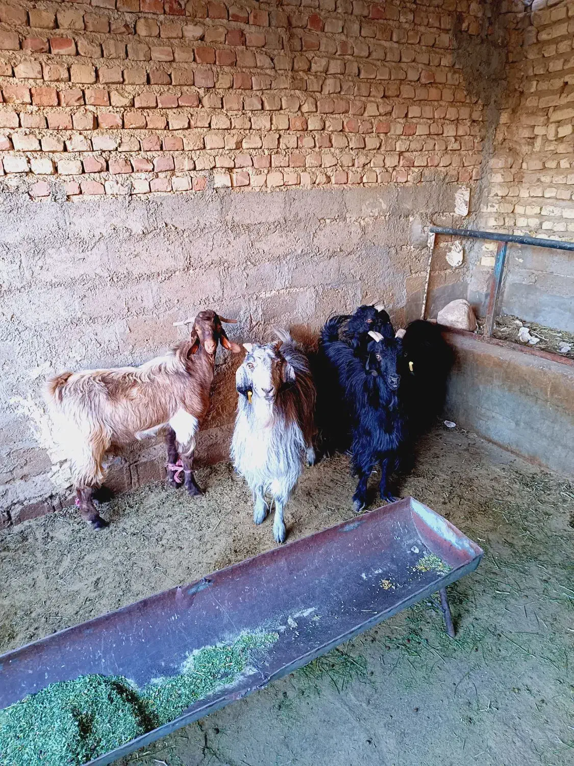 فروش کهره چبش و سه بز|حیوانات مزرعه|فسا, |دیوار