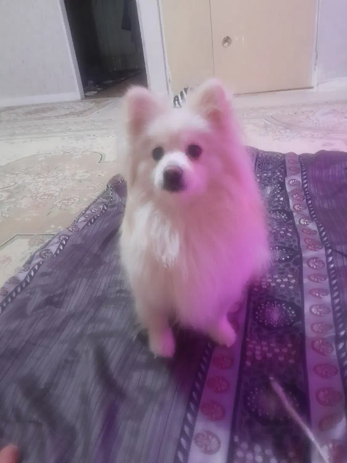 سگ پامر|سگ|فردیس, قریشی|دیوار