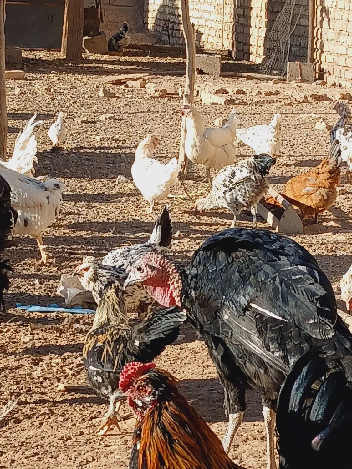 مرغ و خروس گلین عشایری|حیوانات مزرعه|زید آباد, |دیوار