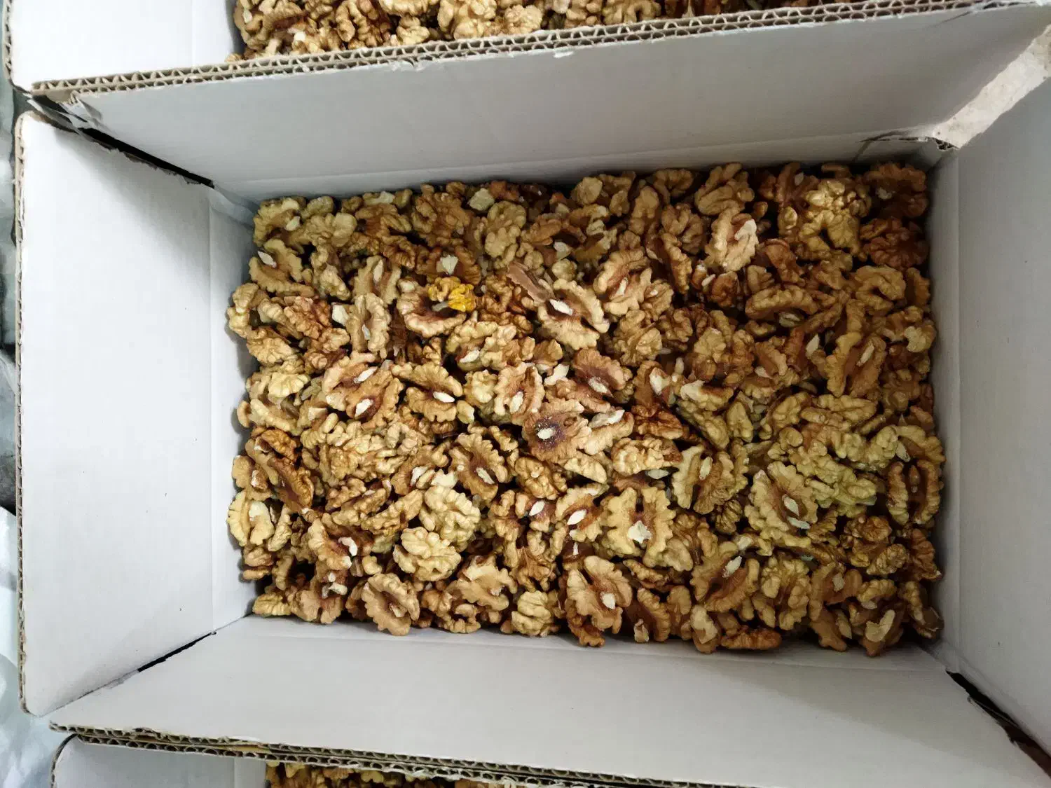 مغز گردو سفید امسالی|حراج|مشهد, کارمندان دوم|دیوار