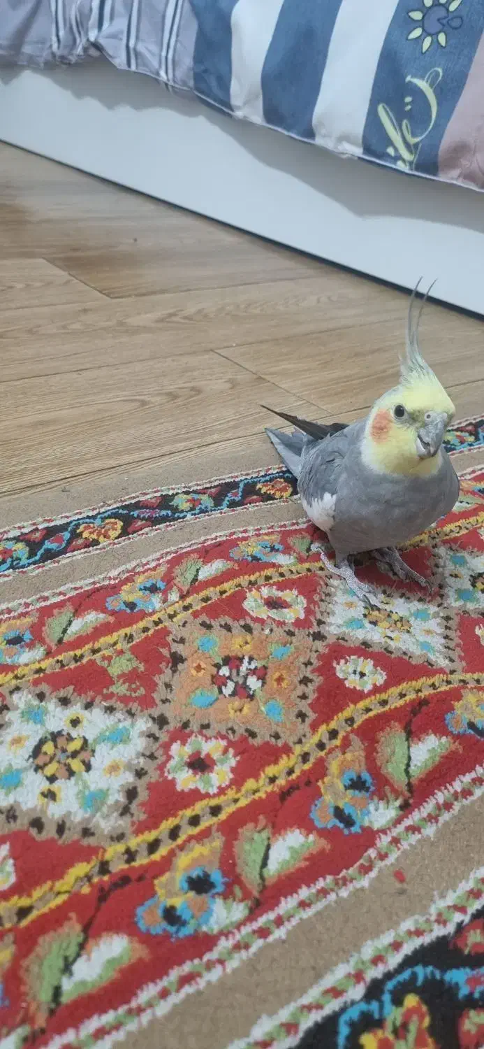 عروس هلندی|پرنده|مشهد, ادیب نیشابوری (شهرک غرب)|دیوار