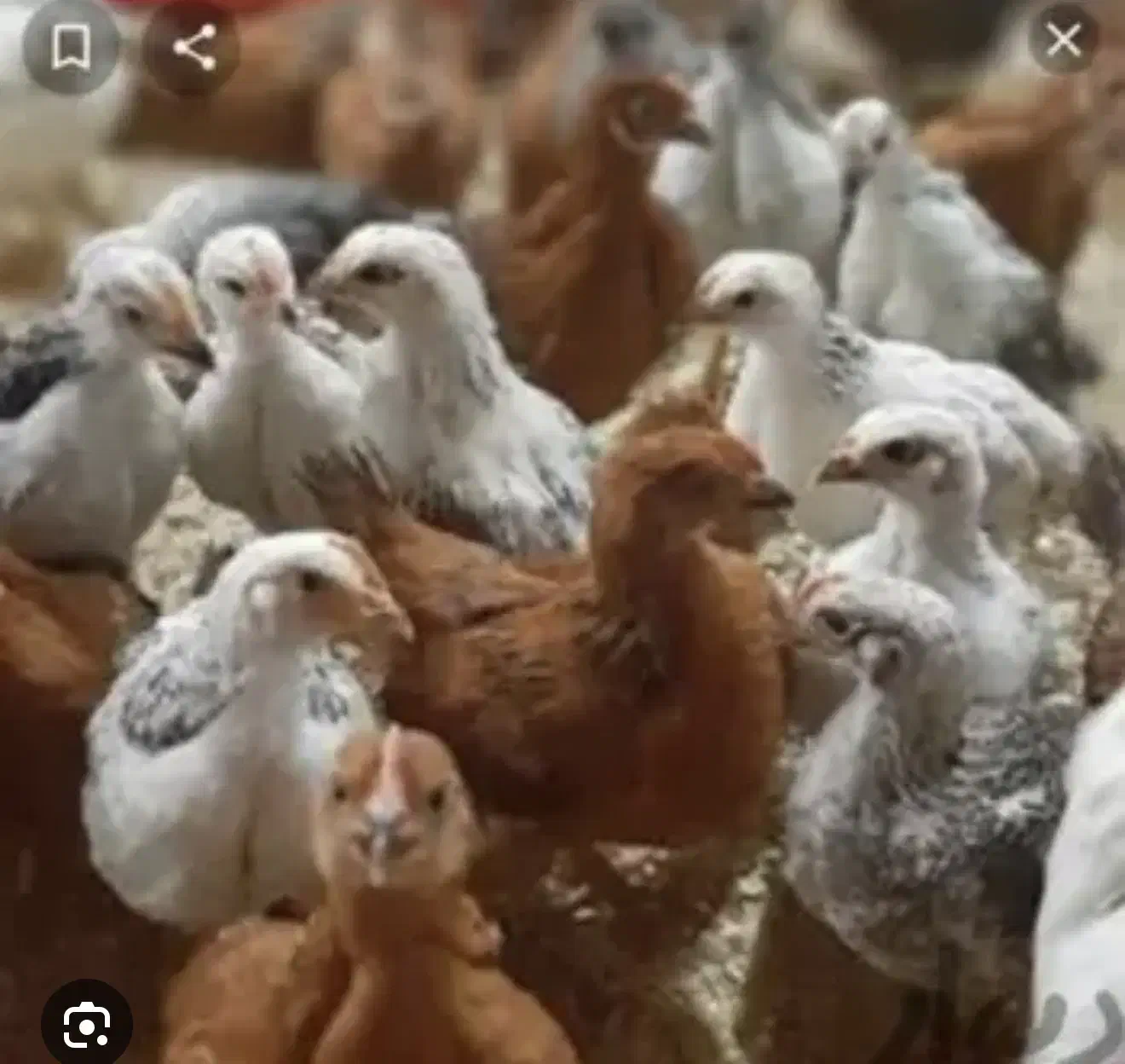 جوجه محلی|حیوانات مزرعه|ساری, |دیوار