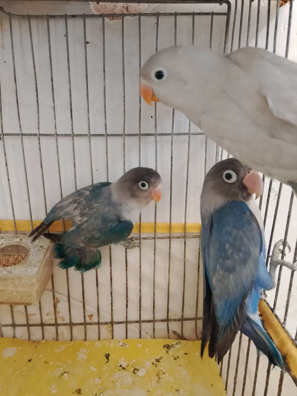 کوتوله|پرنده|سمیرم, |دیوار