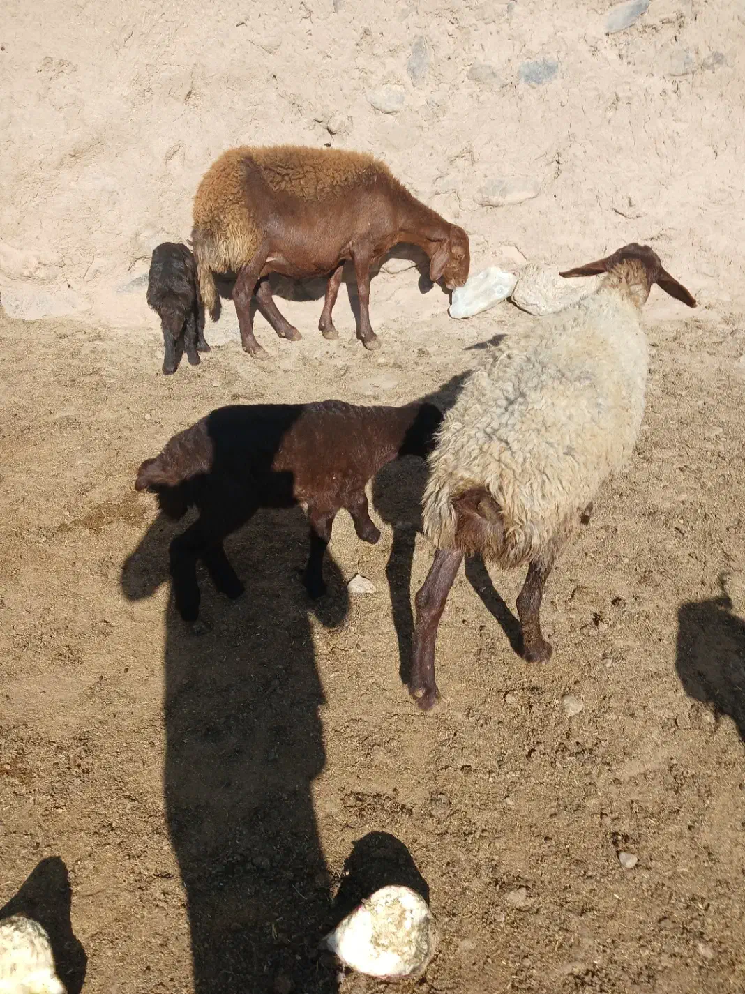 میش بره دار|حیوانات مزرعه|نیشابور, مازول|دیوار