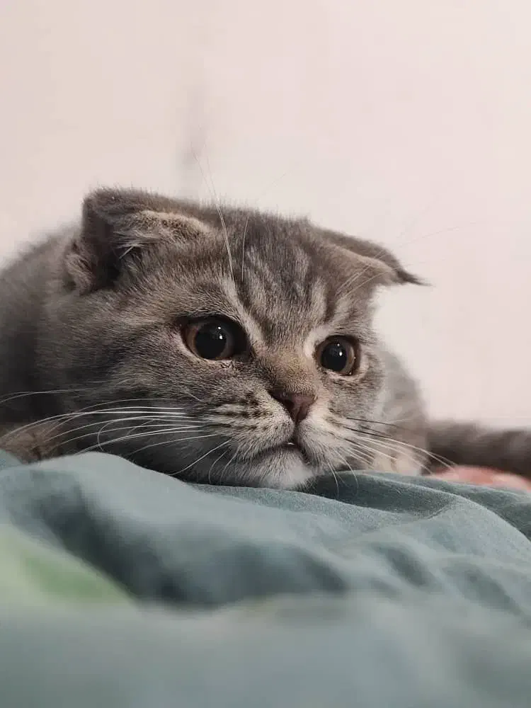 گربه وارداتی میکس پرشین بریتیش|گربه|رفسنجان, |دیوار