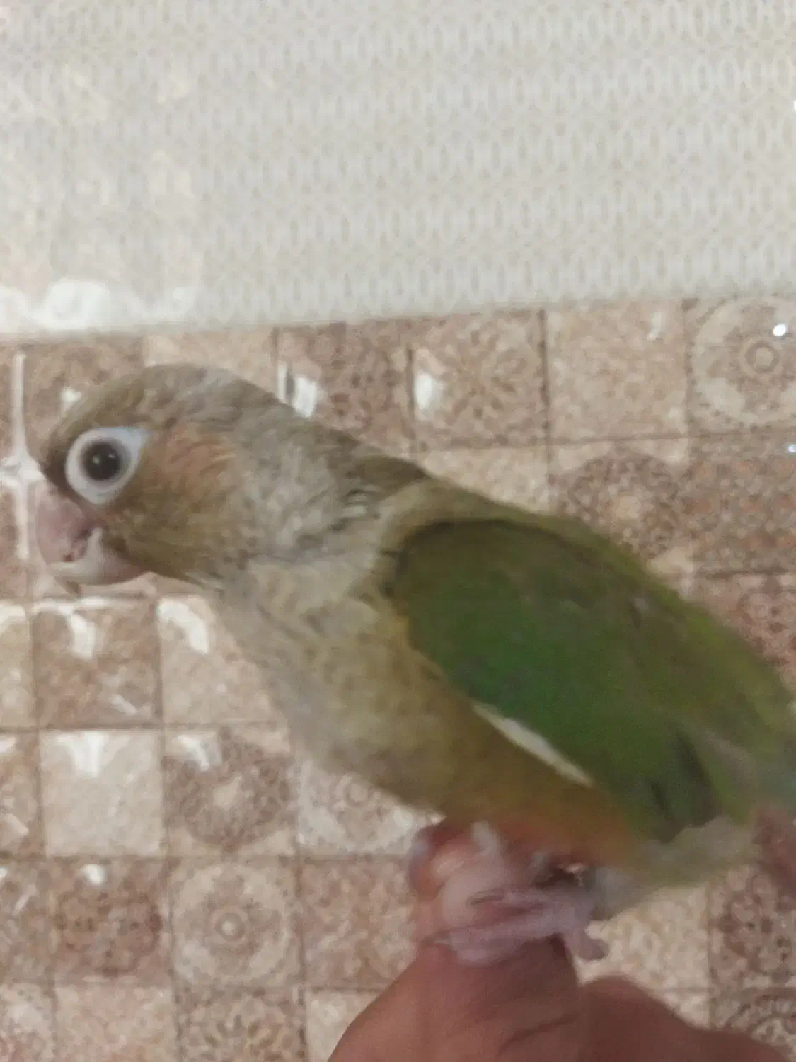 جوجه گرینچیک|پرنده|شاهرود, |دیوار