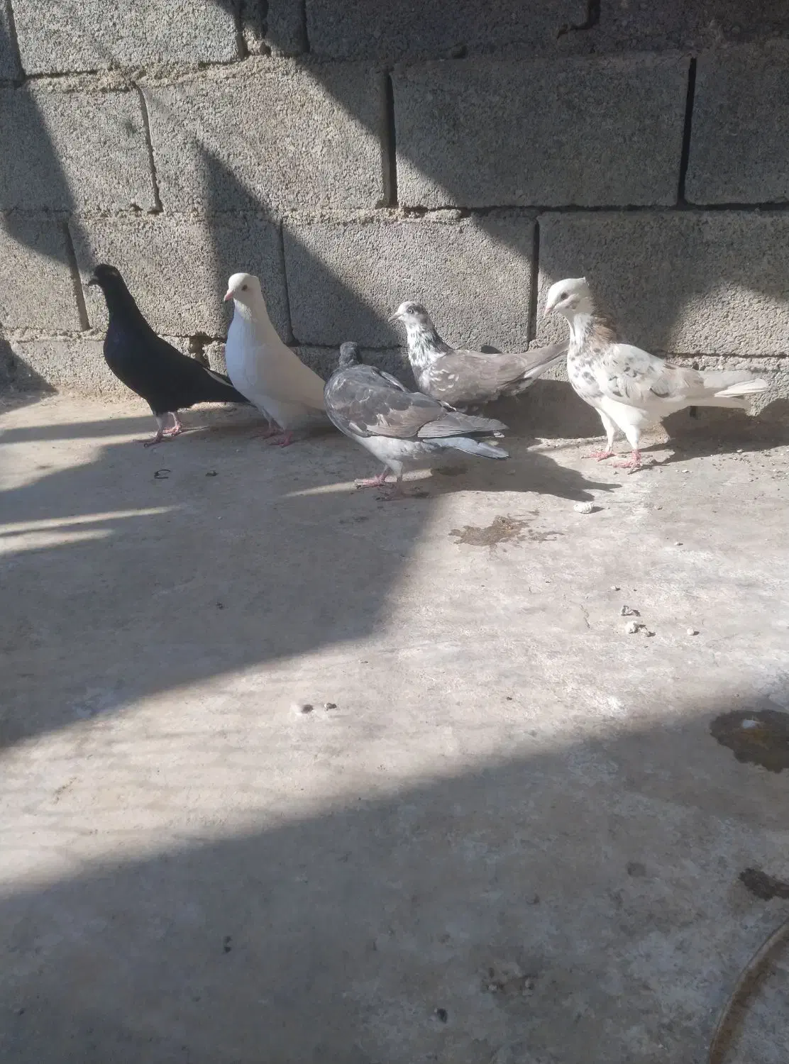 کبوتر|پرنده|برازجان, |دیوار