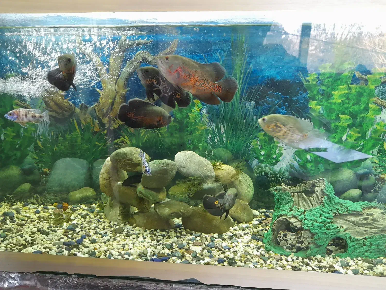 ماهی اسکار|ماهی|لنجان, |دیوار