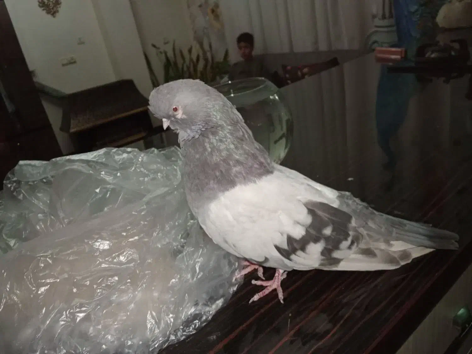 کبوتر نوک قنار|پرنده|رباط‌کریم, رباط‌کریم|دیوار